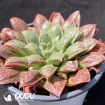 Echeveria sp Gilo - Image 2