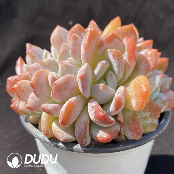 Echeveria Monroe Blossom Cristata - Image 2