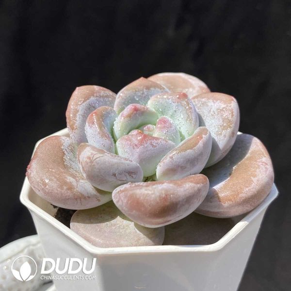 Echeveria Orange Monroe - Image 2