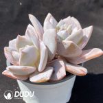 Echeveria Black Tea Double Head - Image 2
