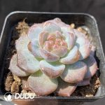 Echeveria Honey Amber - Image 2