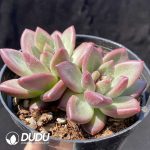 Echeveria Misty Bubbles Double Head - Image 2
