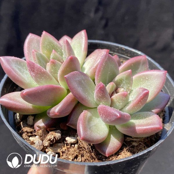 Echeveria Misty Bubbles Double Head - Image 2