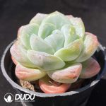 Echeveria Pink Ice Green - Image 2