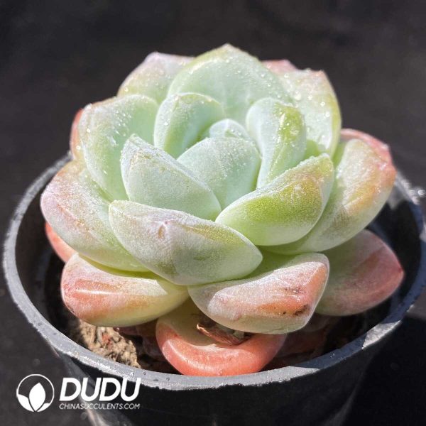 Echeveria Pink Ice Green - Image 2