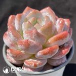 Echeveria Snow Angel - Image 2