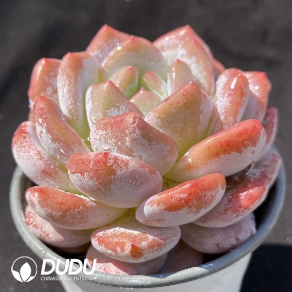 Echeveria Snow Angel - Image 2