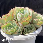 Echeveria Peony Clustering - Image 2