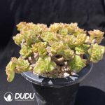 Echeveria Rolly Clustering - Image 2