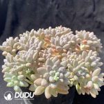 Pachyphytum StellaLou Clustering - Image 2