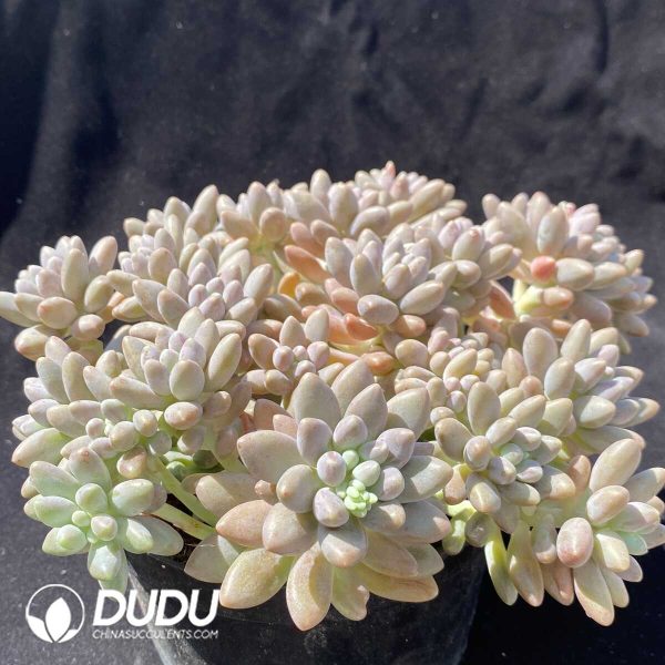 Pachyphytum StellaLou Clustering - Image 2