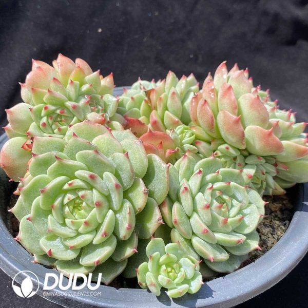 Echeveria Blue Eyes Clustering - Image 2