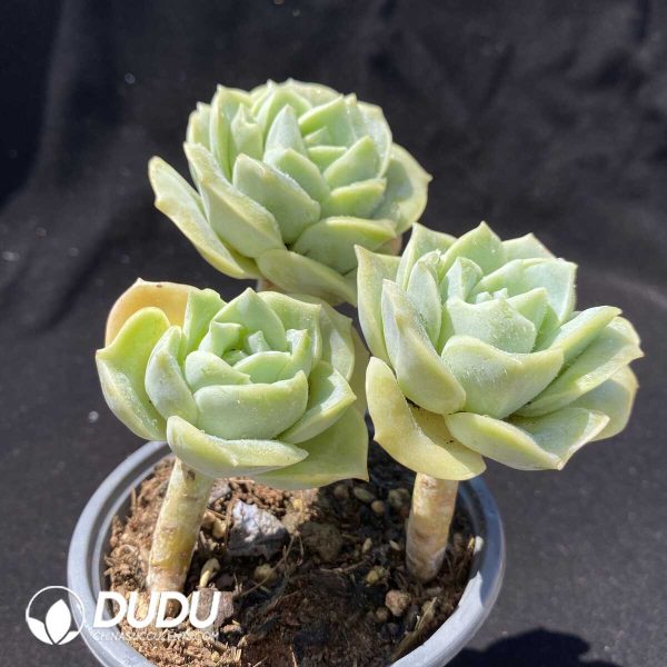 Echeveria Lovely Rose Clustering - Image 2