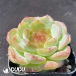 Echeveria Yun You - Image 2