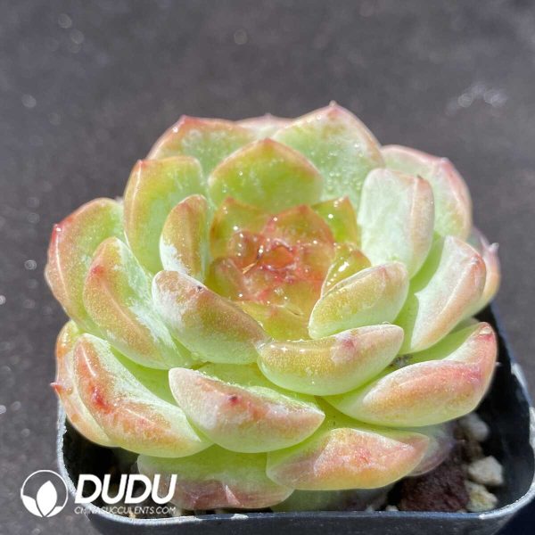 Echeveria Yun You - Image 2