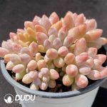 Pachyphytum Pink Finger Clustering - Image 2