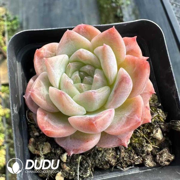 Echeveria Sarang - Image 2