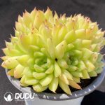 Echeveria Twinkle Clustering - Image 2