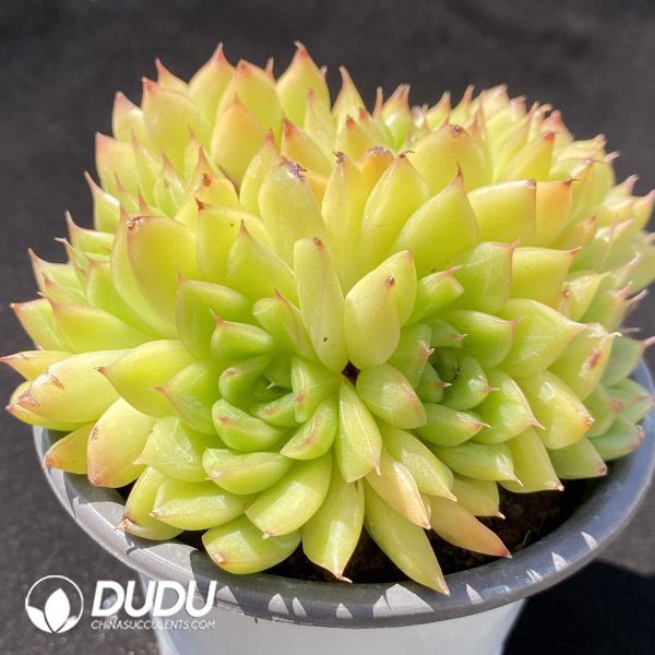 Echeveria Twinkle Clustering - Image 2