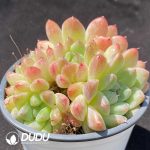 Echeveria Like A Dream Clustering - Image 2