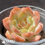 Echeveria Apparition - Image 2