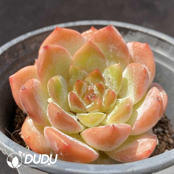 Echeveria Apparition - Image 2