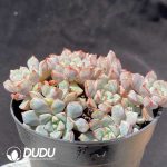 Echeveria sbucorymbosa lau 026 - Image 2