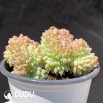 Echeveria Hani Cristate - Image 2