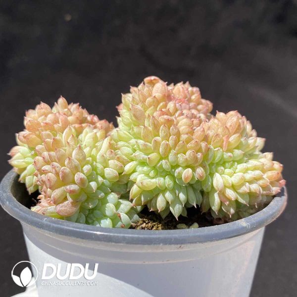 Echeveria Hani Cristate - Image 2