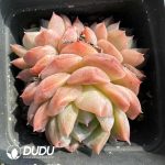Echeveria Sarang Clustering - Image 2