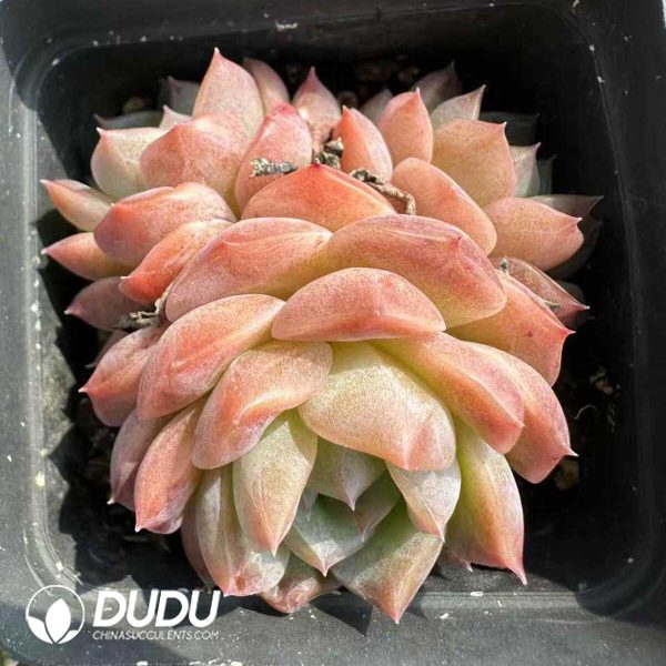 Echeveria Sarang Clustering - Image 2