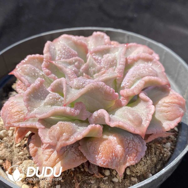 Echeveria Madiba With Tumors - Image 2