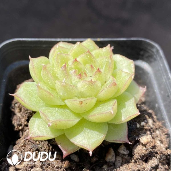 Echeveria Queen SP - Image 2