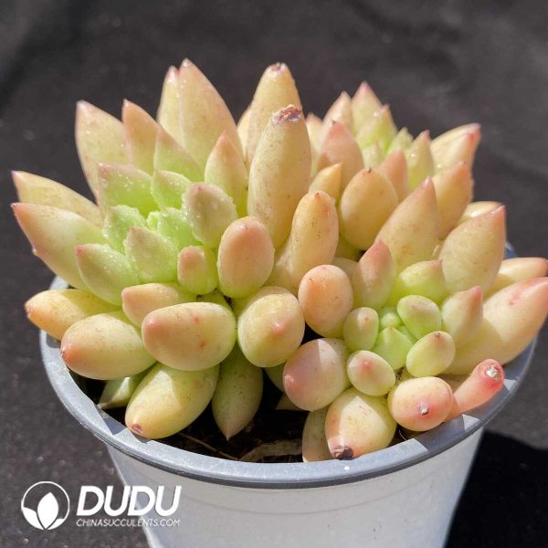 Pachyphytum Yanzi Clustering - Image 2