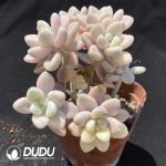 Graptopetalum Ellen variegated Clustering - Image 2