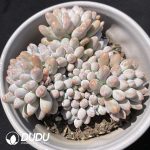 Pachyphytum Pink Baby Finger Clustering - Image 2
