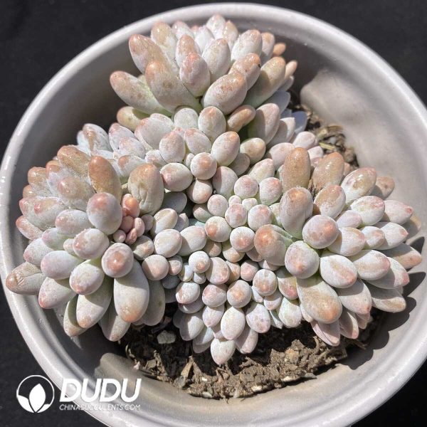 e202-186.jpg Pachyphytum Pink Baby Finger Clustering - Image 2
