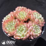 Echeveria Pink Minima Clustering - Image 2
