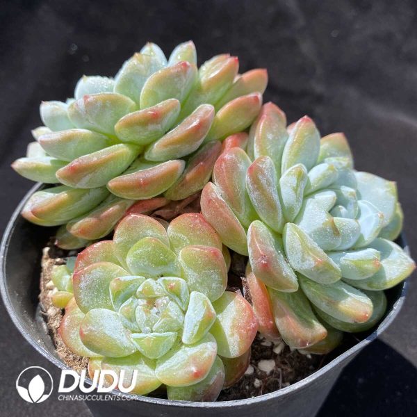 Echeveria Thick Dream Clustering - Image 2