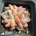 Echeveria Sarang Double Heads - Image 2