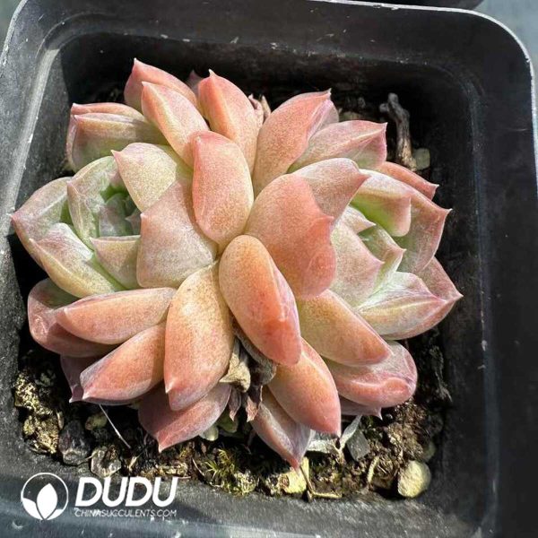Echeveria Sarang Double Heads - Image 2