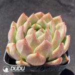 Echeveria Yellow Ebony - Image 2
