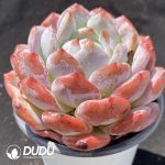 Echeveria Snow Angel - Image 2