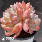 Echeveria Snow Angel Double Head - Image 2