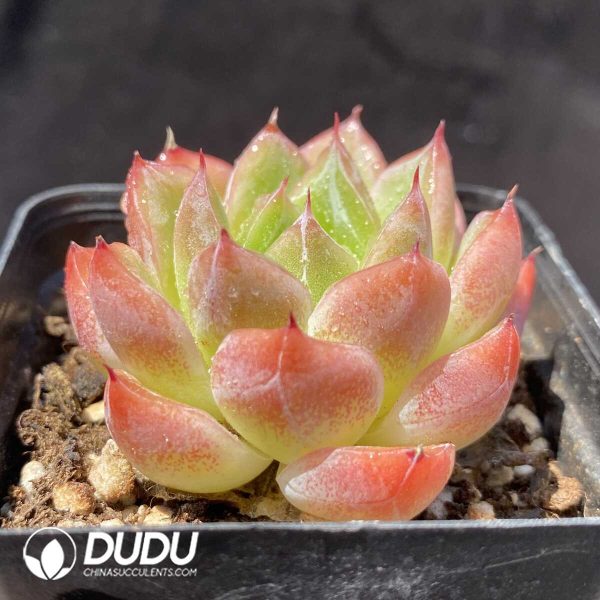 Echeveria 207 Jenny - Image 2