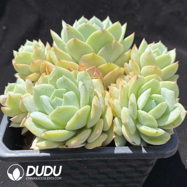 Echeveria Laulindsayana Clustering - Image 2