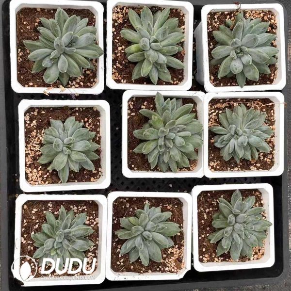Pachyphytum Chong Lou Clustering - Image 2