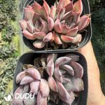Echeveria Dark Ice - Image 2