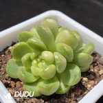 Echeveria Laila Jenny Double Heads - Image 2