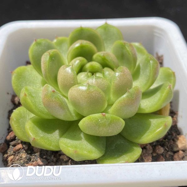 Echeveria Laila Jenny - Image 2